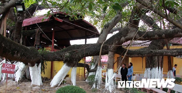 Chiêm ngưỡng cây đa 13 gốc độc nhất vô nhị ở Hải Phòng