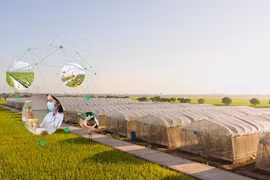 Giống cây trồng Miền Nam bị xử lý về thuế hơn 9,6 tỷ đồng