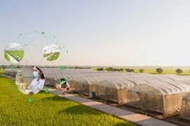 Giống cây trồng Miền Nam bị xử lý về thuế hơn 9,6 tỷ đồng