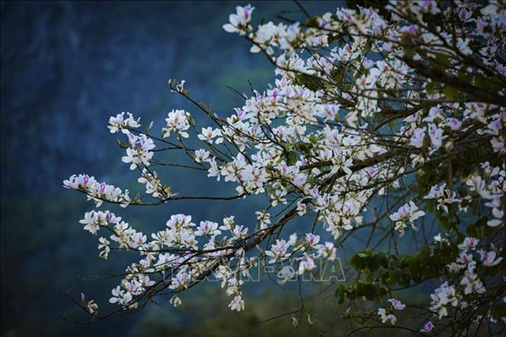 Những cành ban chi chít hoa.