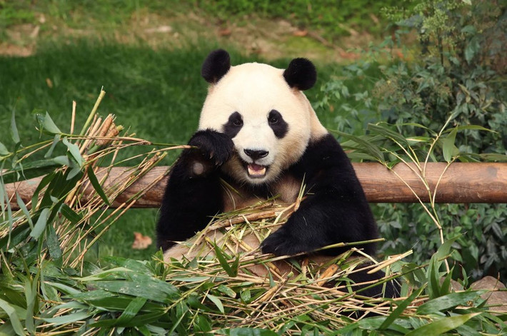 “Tôi gặp phải vấn đề tâm thần vào 3 năm trước, nhưng Fu Bao đã giúp tôi vượt qua và mang đến cho tôi rất nhiều sự an ủi. Thật buồn khi phải nói lời tạm biệt. Tôi mong Fu Bao sẽ có một chuyến đi an toàn và sẽ thật hạnh phúc”, Kim Min-ji, một du khách 31 tuổi chia sẻ. Ảnh: Reuters.