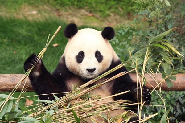 Gấu trúc cái Fu Bao (mang ý nghĩa là “bảo bối may mắn”) đã thu hút một lượng lớn người hâm mộ từ khi chào đời hồi tháng 7/2020 tại vườn thú trong công viên Everland. Gấu trúc Fu Bao sẽ quay trở lại tỉnh Tứ Xuyên, Trung Quốc, vào tháng tới sau khi trải qua một tháng cách ly. Ảnh: Reuters.