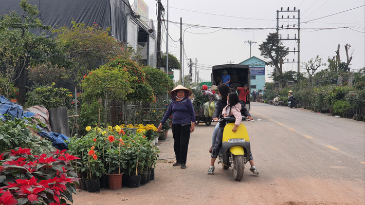 Hoa thược dược được bán với giá 20 nghìn đồng/ chậu, đây là mặt hàng bán khá chạy vì rẻ.