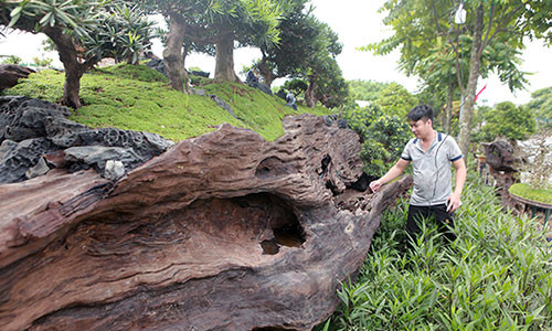 Lặn lội từ Nha Trang (Khánh Hòa) ra Long Biên (Hà Nội) tham dự hội chợ với nhiều cây cảnh, bộ tiểu cảnh có giá trị nhưng anh Lê Tiến Thịnh lại tâm đắc với bộ tiểu cảnh tùng la hán trên thân một cây gỗ sao đen, quý hiếm.