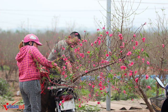 "Năm nay, thời tiết ấm nên đào bung nở sớm. Tôi đã phải bán vội đi vì sợ sẽ mất trắng vụ đào năm nay" - ông Thịnh nói.