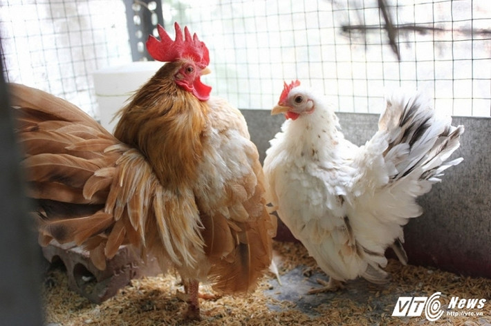 Gà quý tộc chỉ nhỏ bằng một nửa so với gà ta. Sức đề kháng của gà kém nên nuôi khó hơn gà ta rất nhiều. Ảnh: Tiểu Lâm