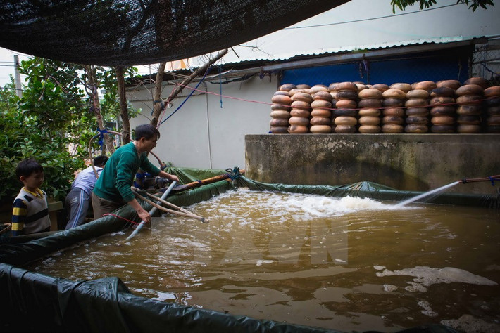 Cá dùng để kho phải là cá trắm đen nuôi bằng ốc. Cá được thả trong hồ sục khí oxi trước khi được chế biến thành món cá kho trứ danh của làng Đại Hoàng. (Ảnh: Trọng Đạt/TTXVN)
