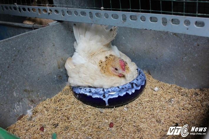 Mỗi con gà có giá từ 12 triệu tới 15 triệu. Có những con giá lên tới 30 triệu. Giống gà Seraman này có thể tạo thành dáng rồng được nhưng như thế gà sẽ rất yếu, khó ăn và khó di chuyển. Ảnh: Tiểu Lâm