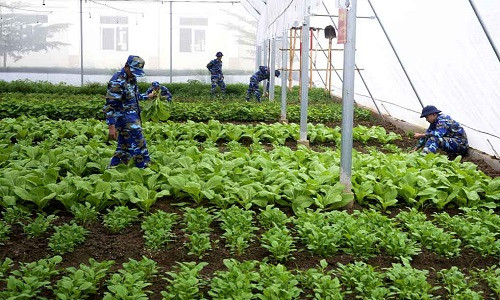 Vườn rau được áp dụng mô hình bán công nghệ cao, do 3-5 chiến sĩ đảm nhiệm