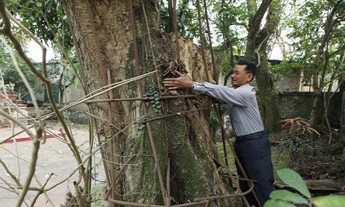 Vòng tay của ông Ngợi không ôm xuể thân cây. Thân cây được bảo vệ bằng những thanh sắt lớn hàn lại với nhau, nó được định giá khoảng 400 triệu đồng