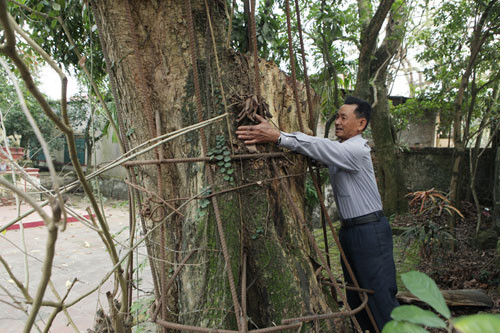 Chính vì giá trị quá lớn của hai gốc sưa nên các nhóm “sưa tặc” ngày ngày phục kích, chờ dân làng sơ hở để ra tay chặt trộm. Năm 2012, trong một cơn bão, lợi dụng nửa đêm, mưa to gió lớn, "sưa tặc" đã cắt cửa khóa cổng vào chùa và chặt 2 nhánh ở cây sưa lớn, do bị động chúng chỉ lấy mất 1 ngọn, hiện một ngọn đang bảo quản ở nhà văn hóa thôn.