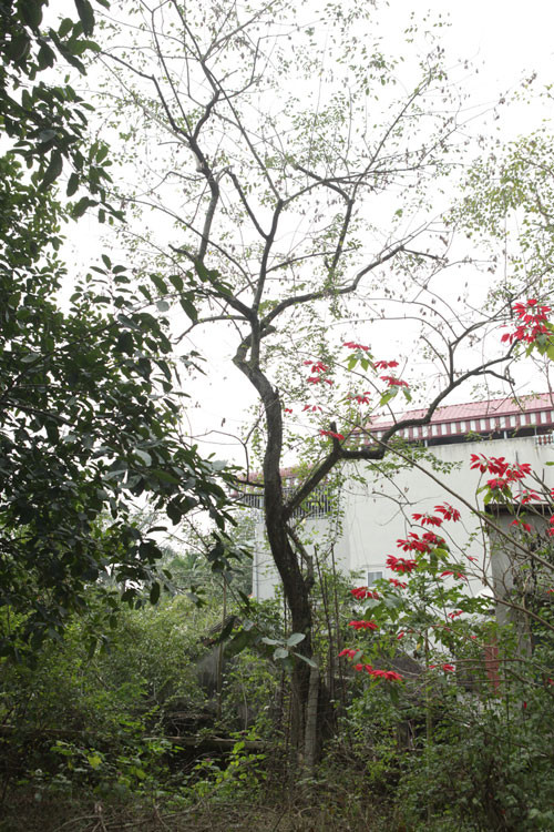 Phía bên ngoài đối diện cổng chùa vẫn còn một cây sưa nhỏ hơn, đường kính thân cây khoảng hơn 20cm