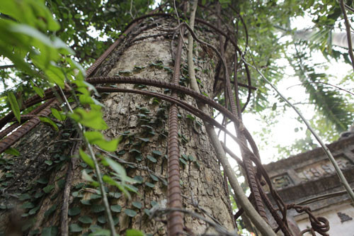 Chi hội trưởng thôn Chính Phụ cho biết thêm: “Cũng năm đó (năm 2010) khi một số cành sưa ở gốc lớn bị gãy đổ vì mưa bão, các cụ trong thôn họp bàn với người dân khai thác thêm phần cành sưa già cỗi bán đấu giá lấy tiền sửa đình, chùa và các công trình khác. Dân làng cúng làm lễ xin khai thác những phần gỗ mục ở 2 cành sưa, cộng với phần gãy đổ được 1,9 tấn".