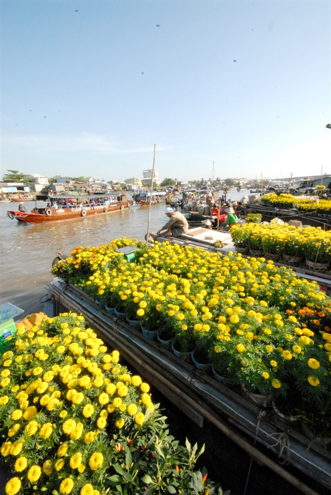 Hoa mang ra chợ nổi bán trong những ngày xuân về.