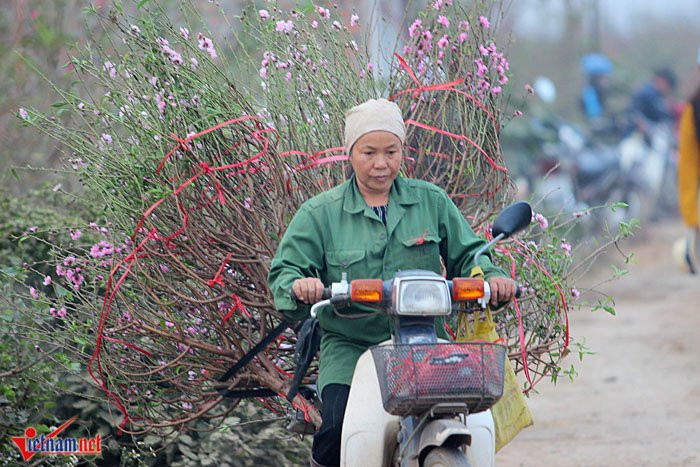 Cùng hoàn cảnh với gia đình ông Thịnh, vợ chồng chị Tuyết đang tất tả cắt những cành hoa nở rộ để bán. Chị Tuyết cho biết: "Giờ bán ở đây chẳng được bao nhiêu nên hai vợ chồng ra chợ và đường lớn, mong vớt vát vài chục nghìn mỗi cành".