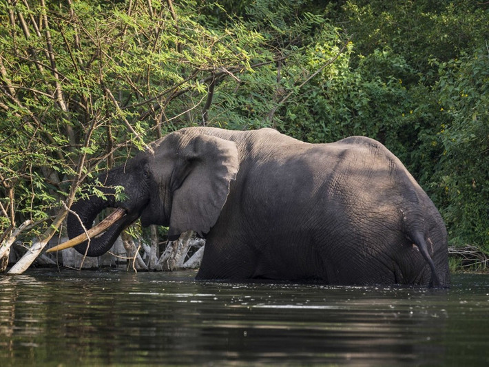 Congo Basin (châu Phi) là rừng nhiệt đới lớn thứ hai thế giới, cũng là một trong những khu vực đa dạng sinh học bậc nhất với hơn 10.000 loài thực vật, 1.000 loài chim và 400 loài động vật có vú. Tuy nhiên, Liên Hợp Quốc dự đoán rằng hai phần ba diện tích rừng có nguy cơ biến mất hoàn toàn vào năm 2040. Ảnh: Brent Stirton/Getty Images.