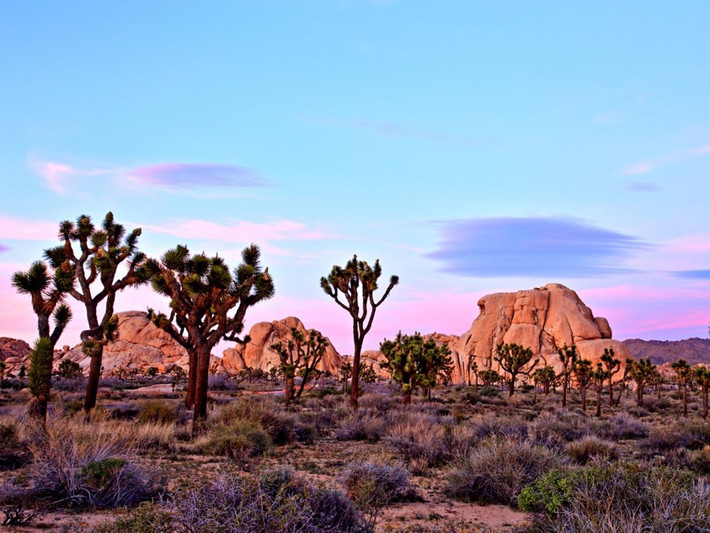 Nằm tại sa mạc Mojave của California (Mỹ), các loài cây trong vườn quốc gia Joshua Tree rất độc đáo và thu hút. Tuy nhiên, do hạn hán những năm qua tại Mỹ, chúng đang thiếu nước trầm trọng. Nếu tình trạng không được cải thiện sớm, các loài cây sẽ không thể phát triển. Ảnh: roman_slavik / iStock.