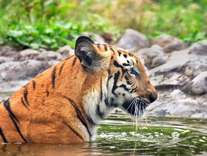 Rừng Sundarbans (Ấn Độ và Bangladesh) thuộc đồng bằng sông Hằng, rộng gần 6.500 km2). Đây là rừng ngập mặn lớn nhất thế giới, đồng thời là nơi trú ẩn của một số loài có nguy cơ tuyệt chủng. Nạn phá rừng, ô nhiễm và sự phụ thuộc vào nhiên liệu hóa thạch khiến mực nước biển tăng lên nhanh chóng trong khu vực, gây xói mòn. Ảnh: Rudra Narayan Mitra / Shutterstock.