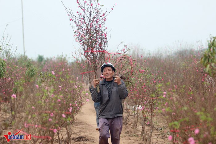 Ông Thịnh chủ một vườn đào Nhật Tân cho hay: Mọi năm, mỗi gốc đào bán ra với giá trung bình từ 4-6 triệu đồng, nhưng trong số tiền đó chủ vườn phải đầu tư mua gốc đào rừng để ghép, mỗi gốc đẹp cũng có giá từ 1-2 triệu đồng. Chưa tính chi phí thuê thợ đến ghép và tạo dáng, tiền thuê nhân công chăm bón, tiền vận chuyển....
