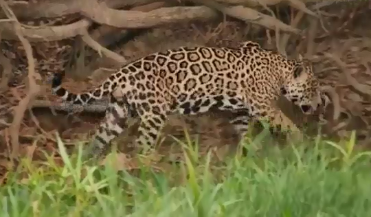 Con báo đốm Jaguar đi săn mồi qua bãi cỏ đoạn bờ sông Black Little ở phía bắc khu vực Pantanal, Brazil. Ngay sau đó, con vật đã có màn săn mồi thiện nghệ mà ai cũng phải kinh ngạc.