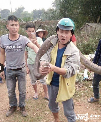 Trên mạng xã hội gần đây cũng đăng tải clip người dân xã Hà Lộc, thị xã Phú Thọ bắt được con rắn hổ mang chúa khổng lồ dài gần 5m, to bằng cổ chân người lớn. Ảnh VTC News
