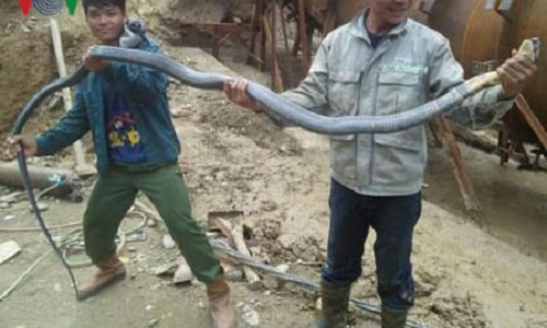 Mới đây, một nhóm công nhân thủy điện Ca Nan, xã Chiêu Liêu, huyện Kỳ Sơn, tỉnh Nghệ An phát hiện một con rắn hổ mang chúa từ trên núi trườn xuống khu lán của công nhân. Sau đó mọi người đã tổ chức vây bắt con rắn khổng lồ nặng gần 6kg và dài hơn 3m. Ảnh: Nhật Minh/VOV.VN.