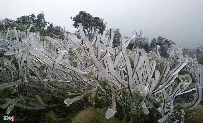 Băng giá phủ kín thảm cây cối và thực vật phía dưới. Băng giá xuất hiện cùng với sương muối làm cho thực vật không phát triển được.