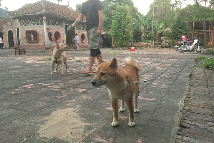 Đến nay, đạo diễn Trần Vũ Thủy chưa công bố chú chó sẽ đóng vai Cậu Vàng.