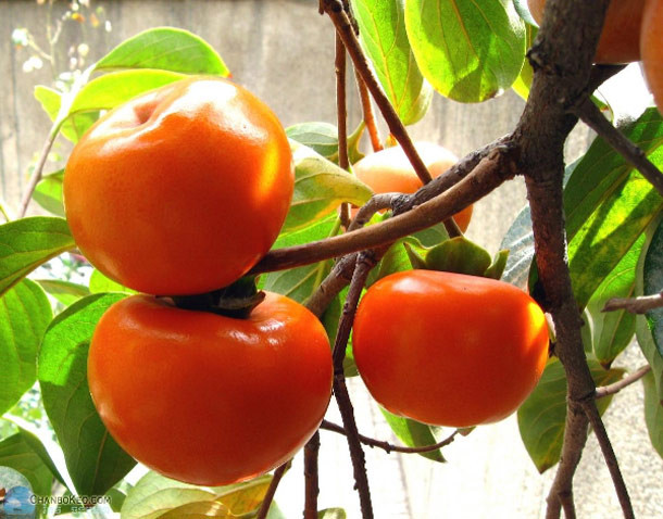7. Tăng cường khả năng miễn dịch Quả hồng là một nguồn vitamin C dồi dào và khi được sử dụng thường xuyên trong chế độ ăn uống của bạn có thể giúp tăng cường mức độ miễn dịch của cơ thể.