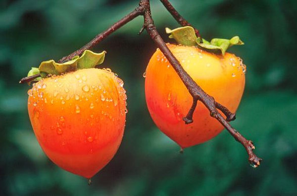 2. Giàu các chất chống viêm và nhiễm trùng Quả hồng là một loại quả dự trữ phong phú các loại hóa chất thực vật như catechin và chất chống oxy hóa polyphenol. Catechin là một chất chống viêm và chống nhiễm trùng mạnh. Vì vậy, nó có thể hỗ trợ trong việc tránh các phản ứng viêm và nhiễm trùng không mong muốn.