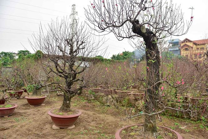 Càng gần Tết, những gốc đào cổ thụ càng được người tiêu dùng "chịu chơi" trên khắp cả nước săn đón.