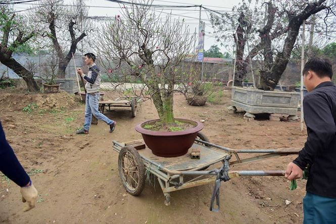 So với đào mới, những gốc đào cổ thụ có sức chịu đựng thời tiết tốt hơn, theo anh Hải, trời có mưa gió, rét đậm cũng không làm ảnh hưởng đến phát triển của cây.