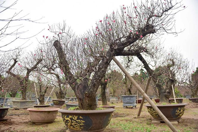 Anh Hải, chủ vườn ở Nhật Tân cho biết, việc chăm sóc, tạo thế cho những gốc đào này rất tốn công qua nhiều năm. "Phải căn cho cây lên cành, lên hoa đúng dịp Tết, vừa đủ đẹp. Rất may thời tiết ủng hộ nên năm nay cây đẹp hơn năm ngoái", anh Hải chia sẻ.