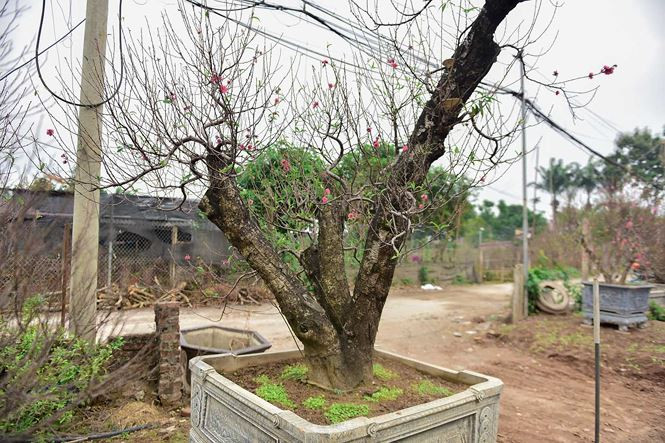 Gốc đào cổ thụ được chiết, ghép với cành đào tạo những dáng độc đáo, đẹp mắt.
