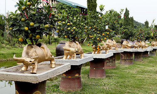 Thời điểm này, các nhà vườn trồng quất cảnh ở Tứ Liên (Tây Hồ, Hà Nội) đang tất bật chuẩn bị sản phẩm phục vụ Tết Nguyên đán 2021. Bên cạnh những chậu quất truyền thống, các nghệ nhân trồng quất tại đây đã tung ra thị trường mẫu độc đáo: Trâu vàng đủ hình dáng, kích cỡ, màu sắc, “cõng” trên lưng những cây quất bonsai thế đẹp, độc lạ phục vụ khách. Theo một số chủ nhà vườn, năm nay những chậu trâu vàng chở quất mang đến nhiều ý nghĩa đặc biệt.