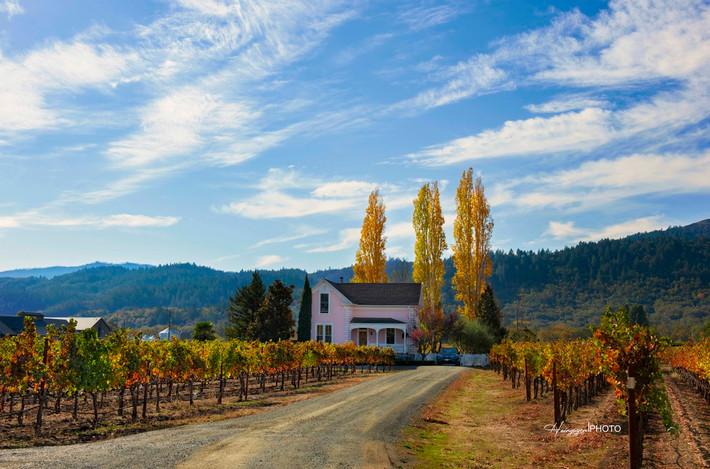 Napa là nơi sản xuất rượu vang nổi tiếng nhất của nước Mỹ, chỉ cách thành phố San Francisco có 1,5 giờ chạy xe. Ảnh: Hai Nguyễn.