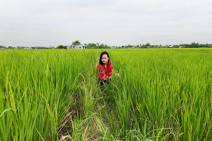 Hồng Ánh đi tìm cánh đồng lúa đang ngậm sữa, sắp chín vàng ở miền Tây.