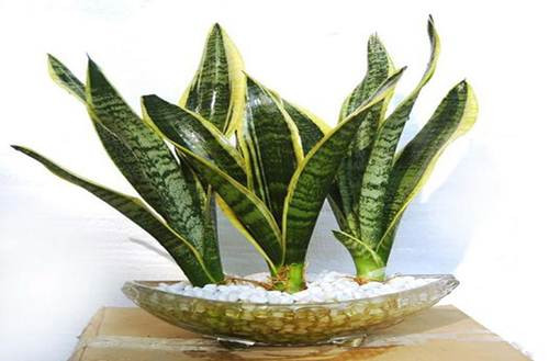 Cây lưỡi hổ (Varigated Snake Plant)