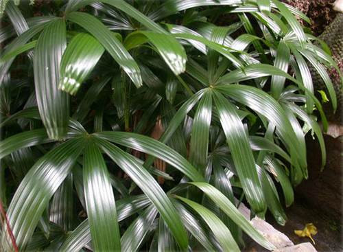 Cây quan trúc âm (Broadleaf Lady Palm)