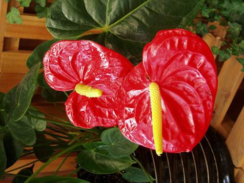 Cây hồng môn (Flamingo Lily)