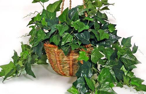 Cây thường xuân (English Ivy). Trong khi đó, thiết mộc lan, hoa đồng tiền, quan trúc âm, cỏ lan chi, cây hồng môn và trầu bà vàng thì có khả năng lọc 3/5 chất.
