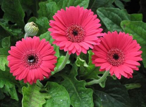 Hoa đồng tiền (Barberton Daisy)
