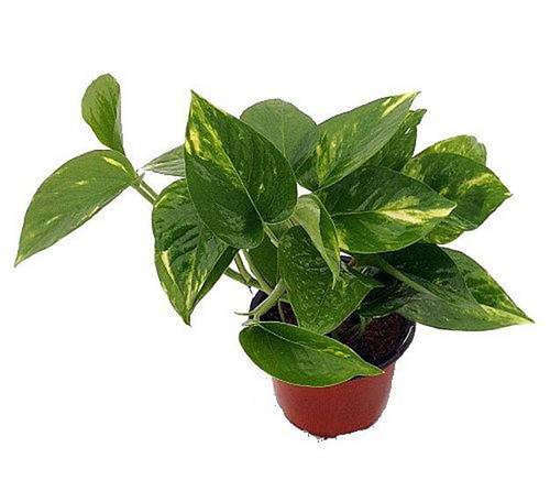 Cây trầu bà vàng (Devil's Ivy)