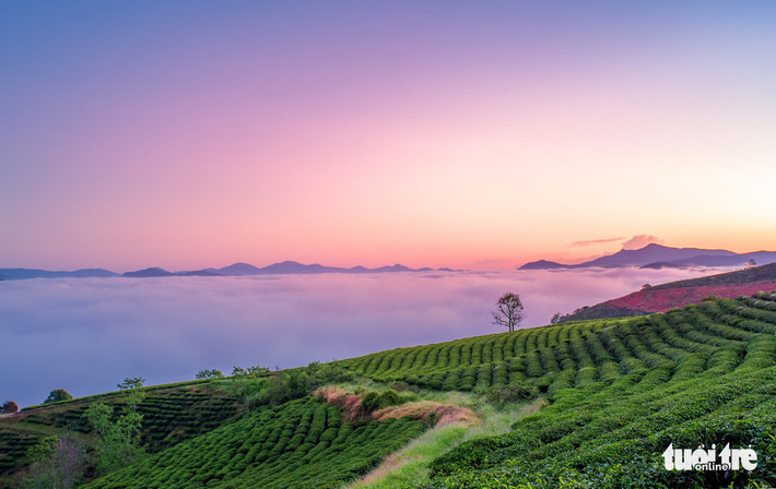 Cây cỏ dại nằm khắp triền đồi trở nên mập mạp, tươi tốt chuẩn bị trổ bông màu hồng tím. Đây cũng là thời điểm du khách và người Đà Lạt chờ: mùa cỏ hồng. Những đợt nắng đủ ấm lúc này vừa vặn để dã quỳ chuẩn bị trổ hoa, tô vàng vùng ngoại ô. Khắp các diễn đàn du lịch, nhiều du khách và người kinh doanh du lịch bắt đầu đăng hình những năm trước, làm lòng người thêm ngóng chờ.