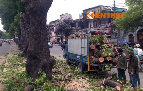 3.Thanh tra toàn diện việc thay thế cây xanh ở Hà Nội Chiều 25/3, Thanh tra TP Hà Nội chính thức công bố quyết định thanh tra toàn diện vụ chặt cây xanh trên địa bàn TP Hà Nội gây xôn xao dư luận thời gian qua.