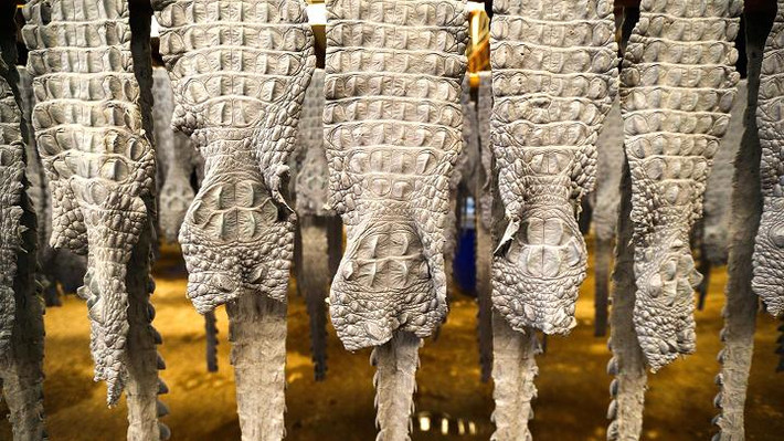 Các sản phẩm da cá sấu bao gồm túi xách kiểu Birkin, bán với giá lên tới 80.000 baht (khoảng 53 triệu đồng)