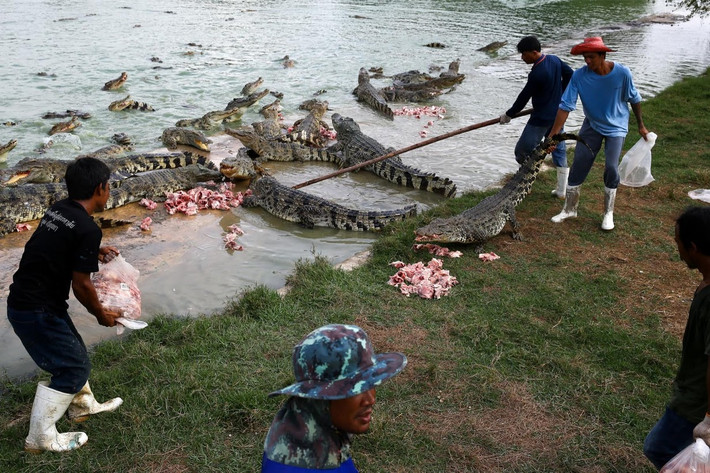 Wichian Rueangnet, chủ sở hữu trang trại Sri Ayuthaya, nơi có khoảng 150.000 cá sấu, cho biết: "Chúng tôi là một trang trại hoàn chỉnh, tạo công ăn việc làm cho mọi người, tạo thu nhập cho đất nước.”
