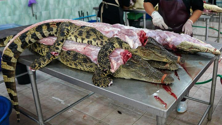 Tuy nhiên, ngành công nghiệp da cá sấu đang phải đối mặt với sự sụt giảm nghiêm trọng. Xuất khẩu sản phẩm từ da cá sấu Thái Lan đã giảm hơn 60%, từ 34 triệu baht năm 2015 xuống còn 13 triệu baht năm 2016.