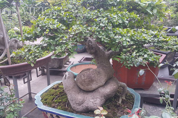 Cây duối bon sai nói trên hiện đang thuộc quyền sở hữu của ông Nguyễn Ngọc Sơn ở phường Minh Khai, TP Phủ Lý (Hà Nam). Hiện, cây kiểng có dáng cực đẹp này đang được nhiều đại gia ở một số tỉnh chú ý và đến thăm xem cây và hỏi mua.