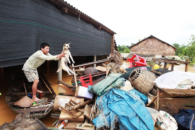 Các xã thuộc huyện Hương Khê là “rốn lũ” của Hà Tĩnh. Người dân nơi đây đã sớm học cách sống chung cùng lũ. Trong ảnh là ông Nguyễn Văn Hà (xã Phương Điền) đang di chuyển đàn chó và vật dụng cá nhân của gia đình lên thuyền để tránh hư hại.